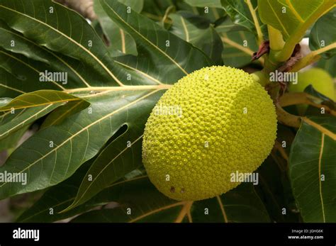 樹名查詢|Artocarpus incisus